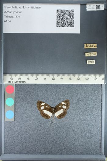 Media type: image;   Entomology 161721
